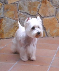 Peluqueria canina pel a pel - foto 19