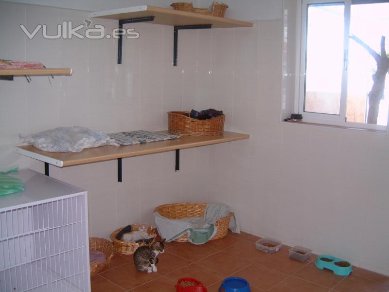 HABITACIONES DE GATOS