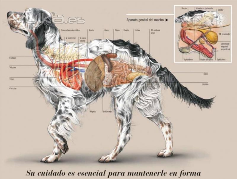 Anatomía del perro