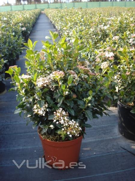 VIBURNUM TINUS EVE PRICE C-25