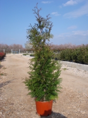 Thuya zebrina c- 25