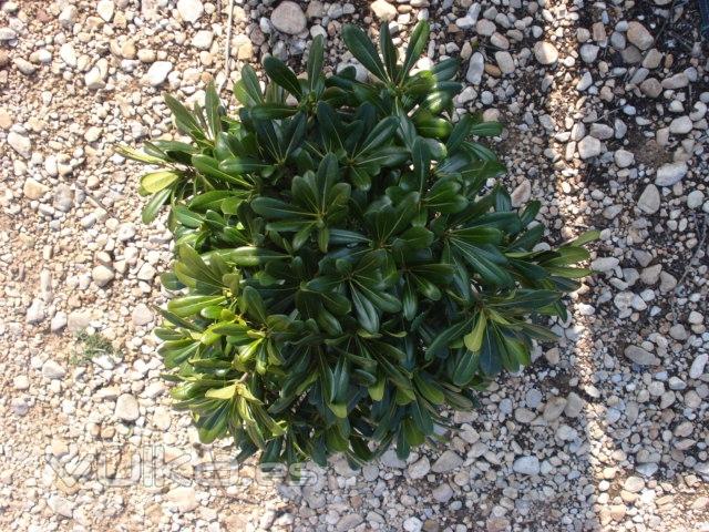 PITTOSPORUM TOBIRA NANA C-25