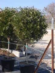 Callistemon laevis copa