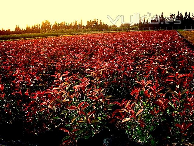 VISTA PARCIAL CAMPO PHOTINIA FRASERI RED ROBIN