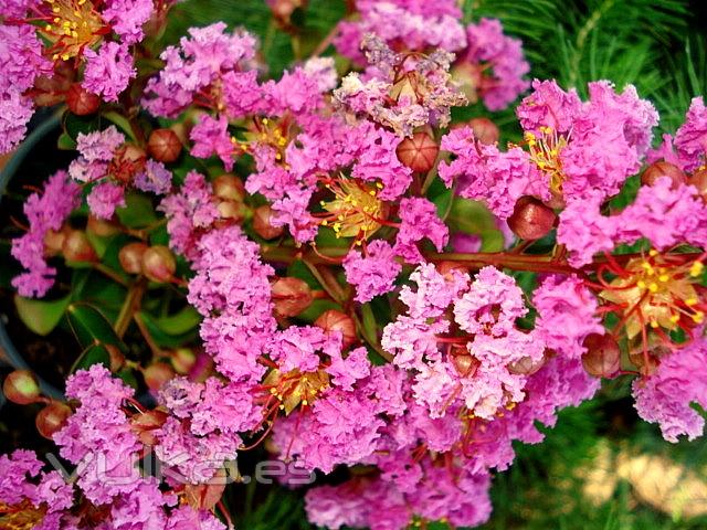 LAGERSTROEMIA  ( DETALLE FLOR)