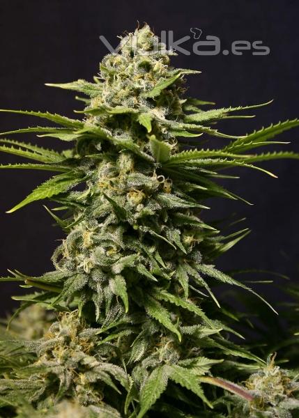 Solosemillasdemarihuana.com