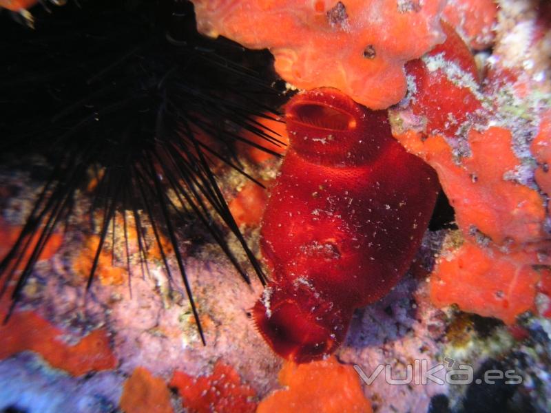 DIVE CENTER CORRALEJO, S. L.