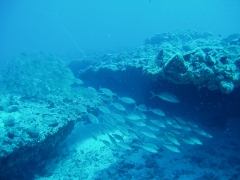 Dive center corralejo, s. l. - foto 5