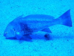 Dive center corralejo, s l - foto 2