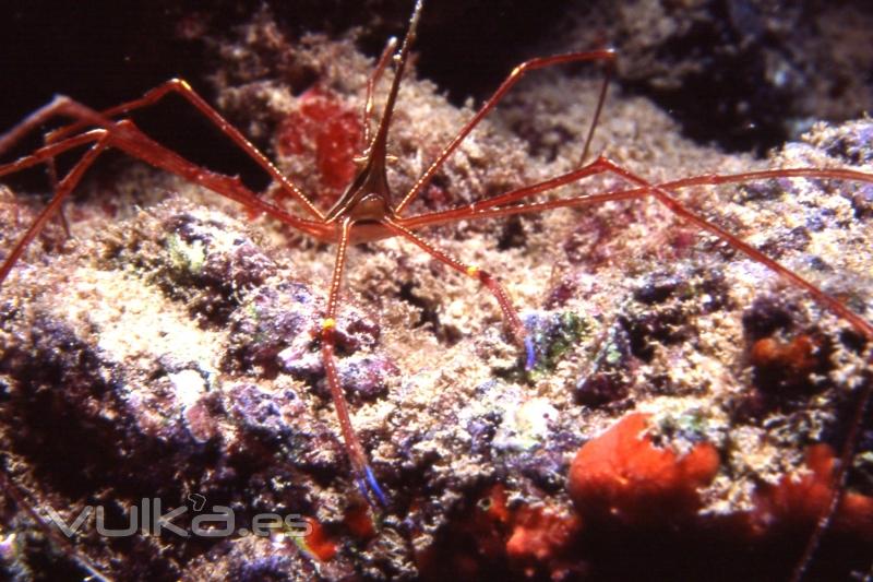 DIVE CENTER CORRALEJO, S. L.