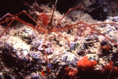 Dive center corralejo, s l - foto 1