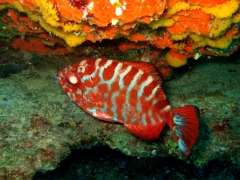 Foto 274 buceo y submarinismo - Dive Center Corralejo, s l