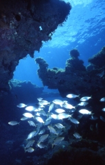 Dive center corralejo, s l - foto 8