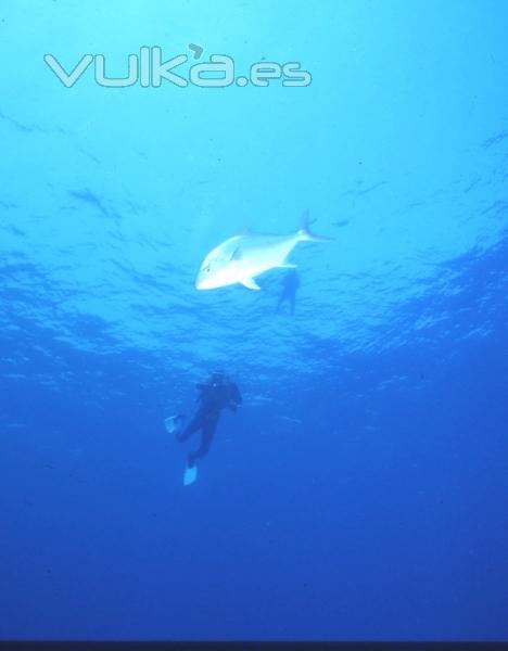 DIVE CENTER CORRALEJO, S. L.