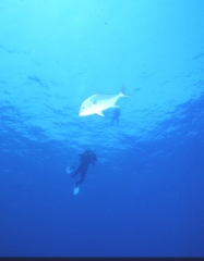 Dive center corralejo, s l - foto 8