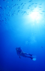 Dive center corralejo, s l - foto 11