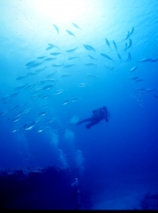 Dive center corralejo, s. l. - foto 14