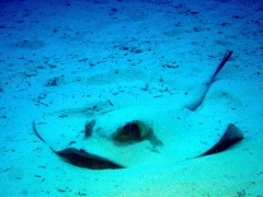 Foto 64 buceo y submarinismo - Dive Center Corralejo, s l