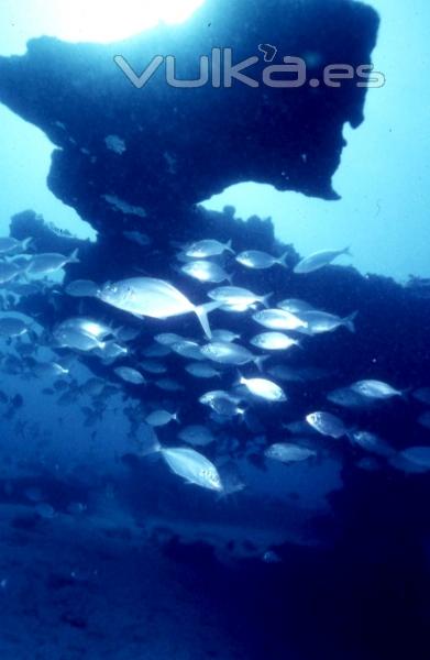 DIVE CENTER CORRALEJO, S. L.