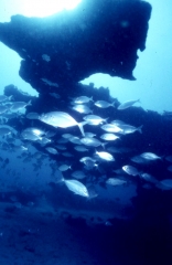 Dive center corralejo, s l - foto 12