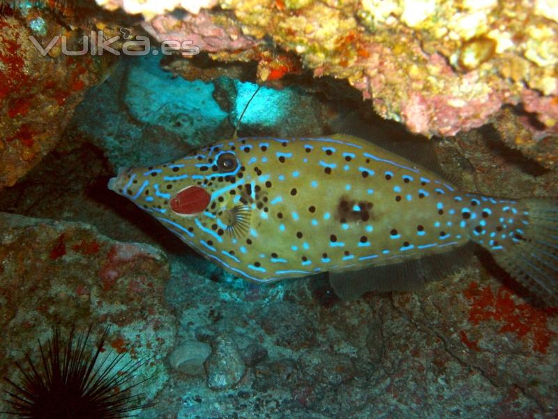 DIVE CENTER CORRALEJO, S. L.