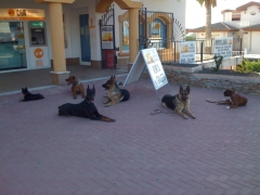 Entrenamiento educacion urbana