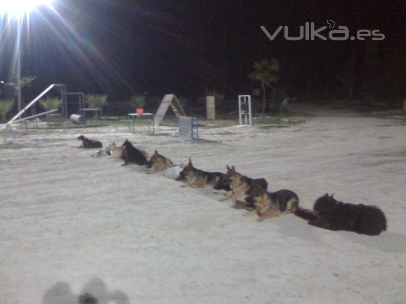 ENTRENAMIENTO EN PISTA VARIOS PERROS