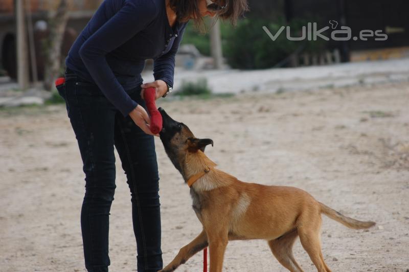 CACHORRO DE MALINOIS 5 MESES EN SU INICIACION