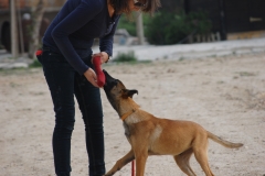Cachorro de malinois 5 meses en su iniciacion