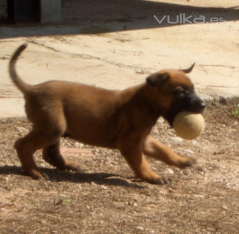 CACHORRO DE MALINOIS DE NUESTRO CRIADERO