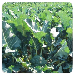 Viveros gargo - foto 16