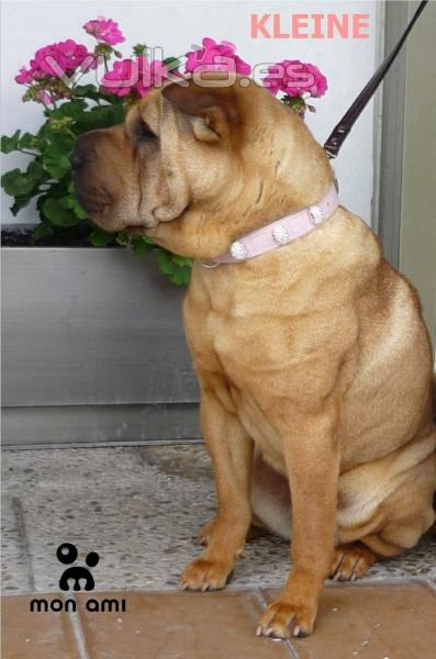 ¡Quién dijo que un Shar Pei no es elegante!