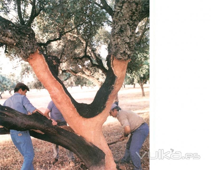 Extracción del corcho - Harvesting cork