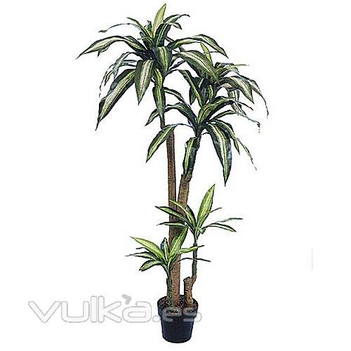 rboles artificiales Dracaena massangeana