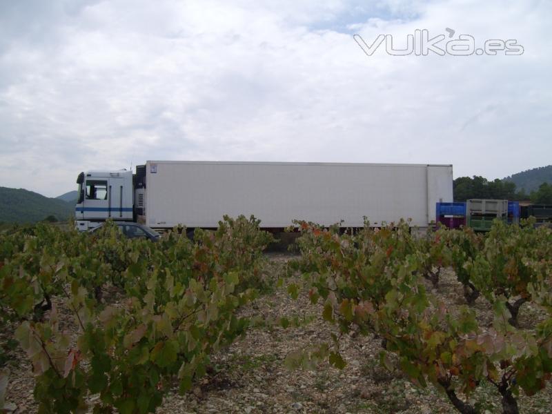 Despus de una cuidada seleccin en en campo con tcnicas de clareo, eleccin del racimo que tiene que madurar ...