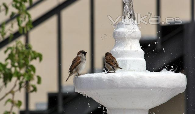 Pajaritos dmdole la bienvenida a la Primavera en la fuente de Padre Rubio Hall