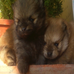 Wwwdecostaindaloes