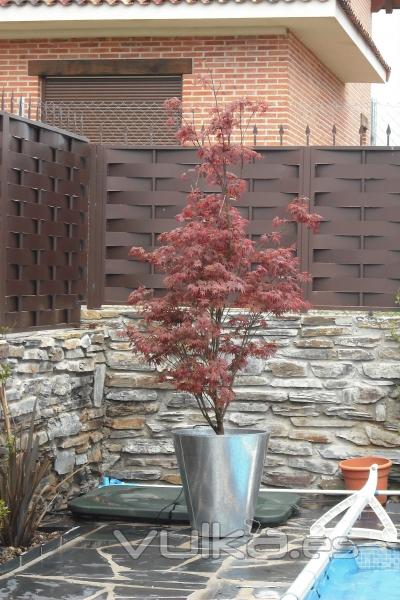 Plantacin de Arce Rojo.