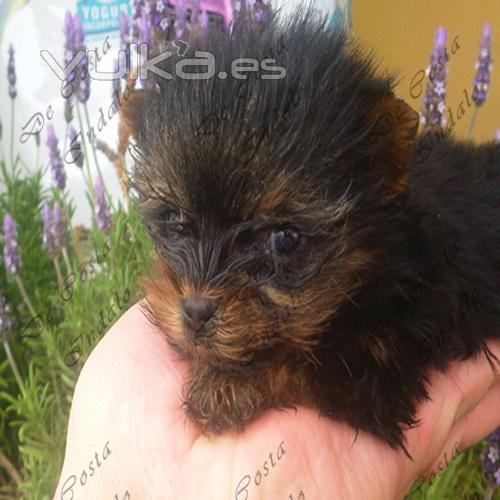 Un cachorrito con dos meses. Nacido en 2009