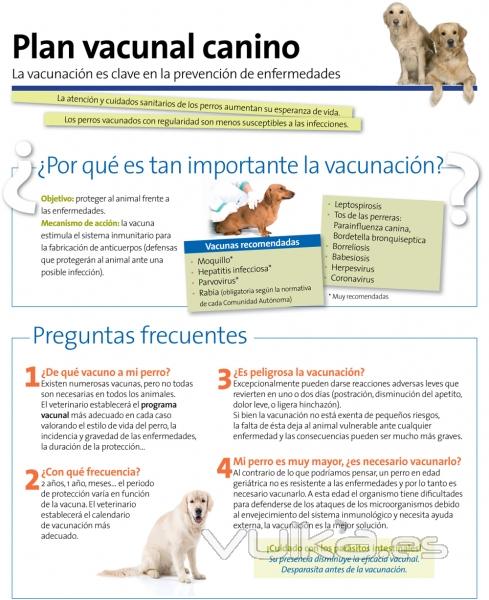 CLINICA VETERINARIA  MADRID  CENTRO VETERINARIO  ASISTENCIA A DOMICILIO  Chamartn Prosperidad Ciuda