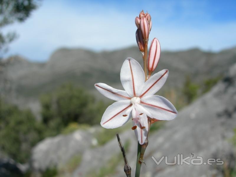 Orquidea silvestre la vall de laguar