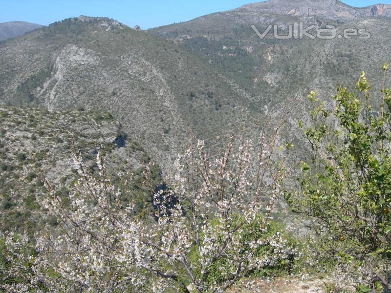 Cerezo en flor La Vall de Laguar casa rural