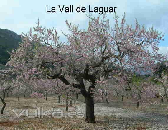 Almendro en flor La Vall de Laguar