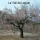 Almendro en flor La Vall de Laguar