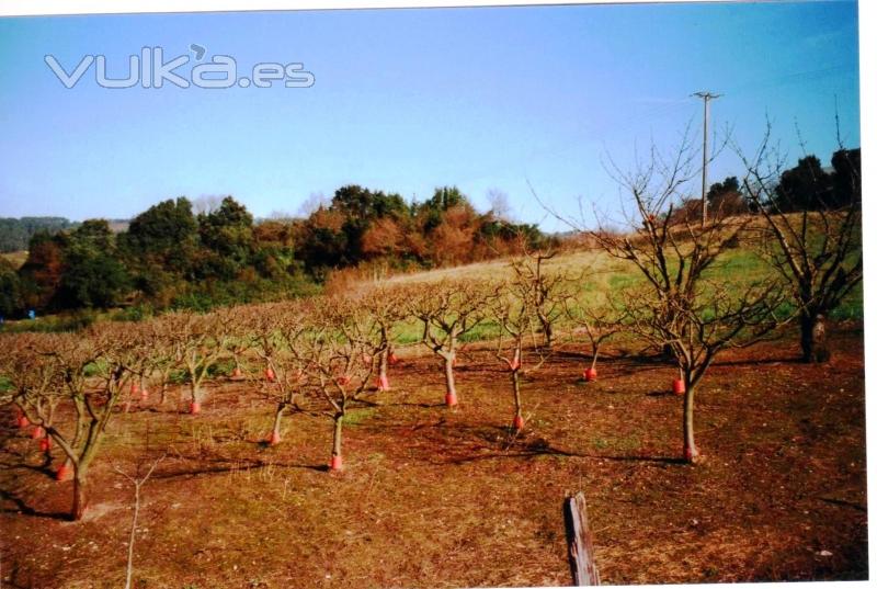 Podas de rboles frutales