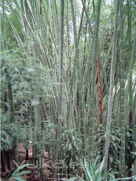 Estoy observando plantar bamb como barrera de sonido en mi propiedad. Qu tipo de especie de bamb debera ser?  