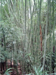 Estoy observando plantar bamb como barrera de sonido en mi propiedad. qu tipo de especie de bamb debera ser?