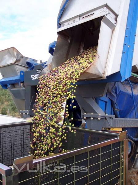 Llenado con maquina cosechadora, del contenedor olivero