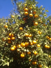 Mandarinas variedad ortanique