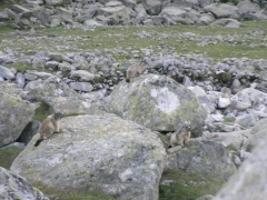 72 - marmotas